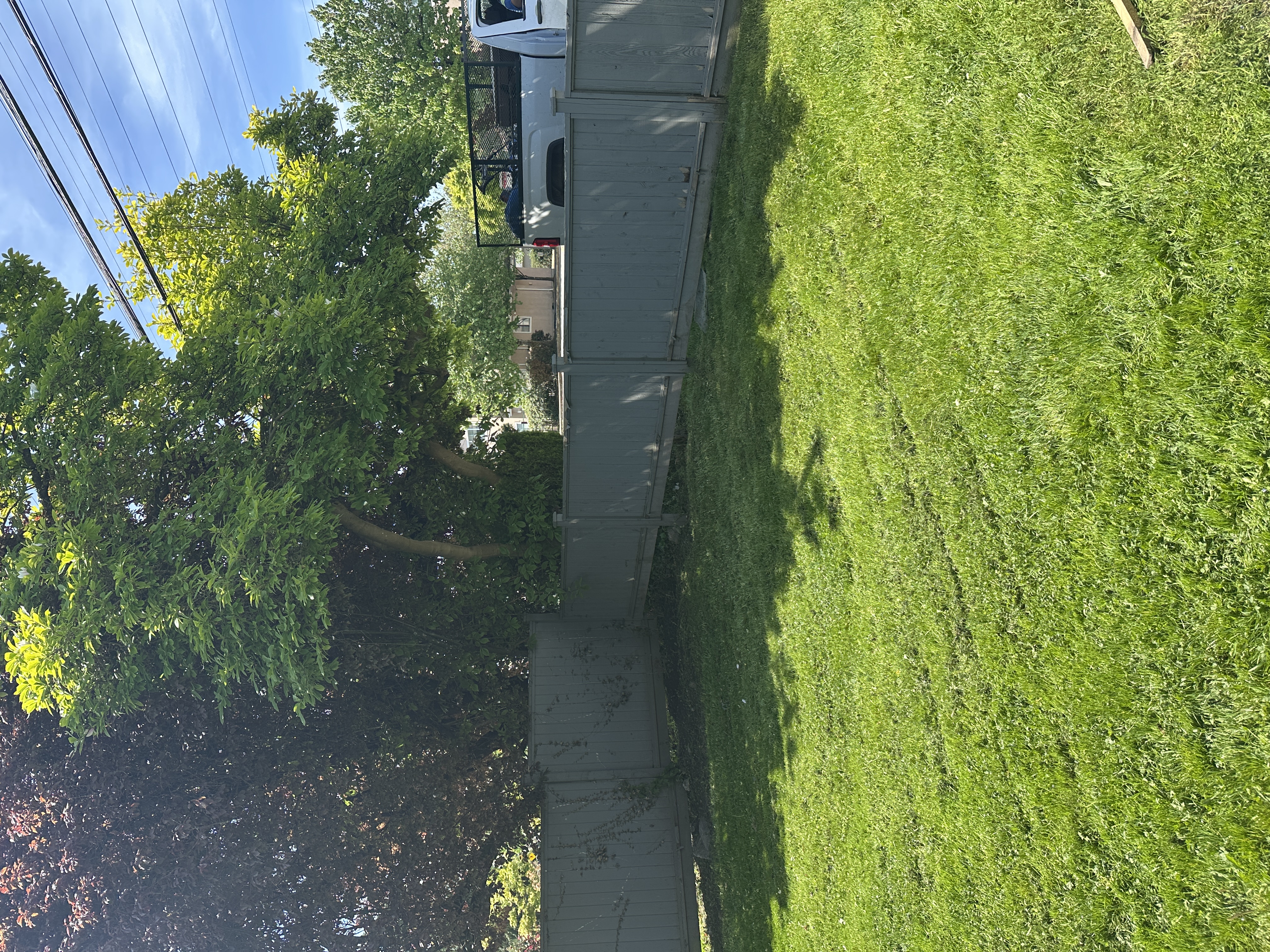 Backyard mowing, after