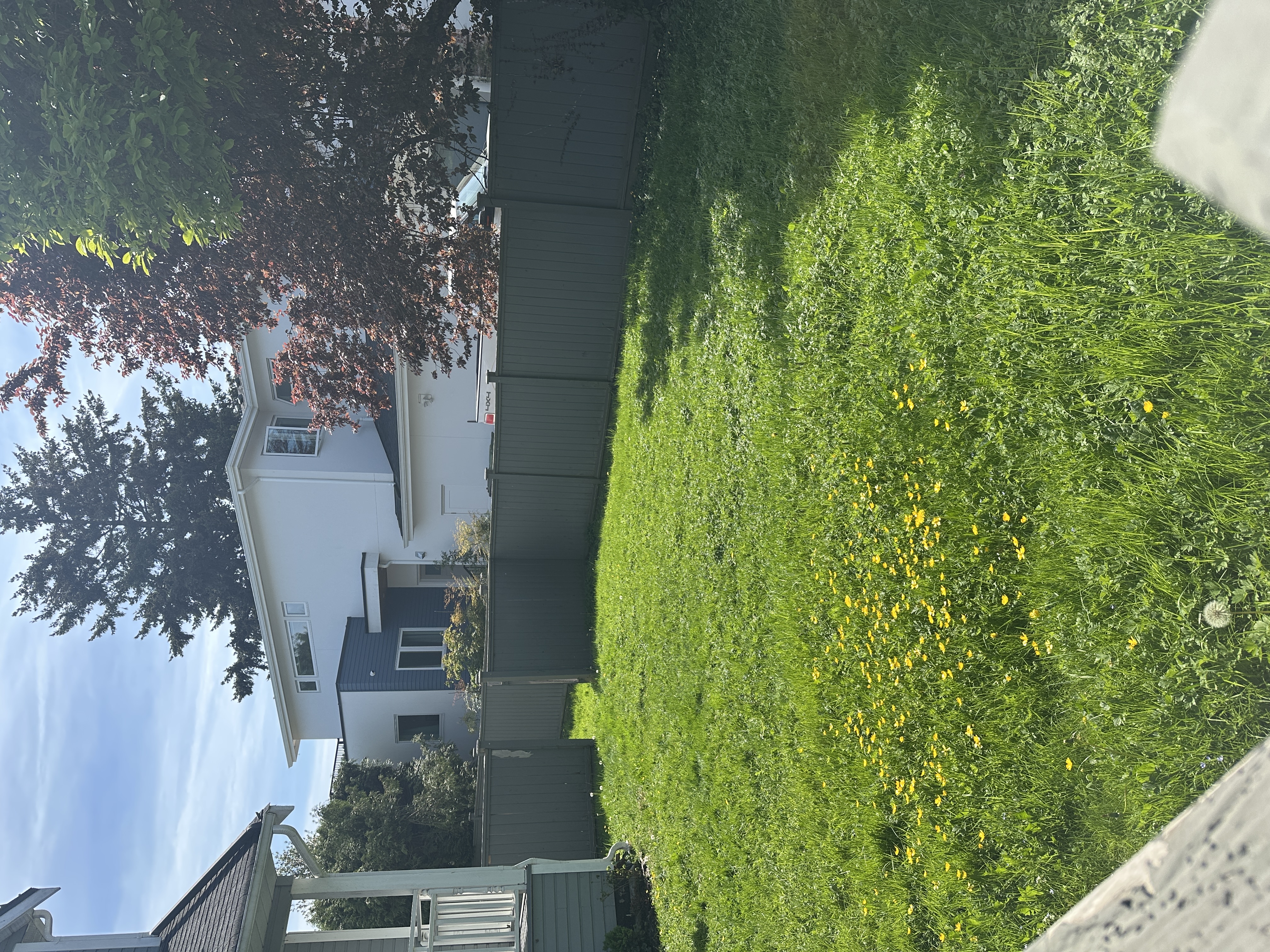 Backyard mowing, before