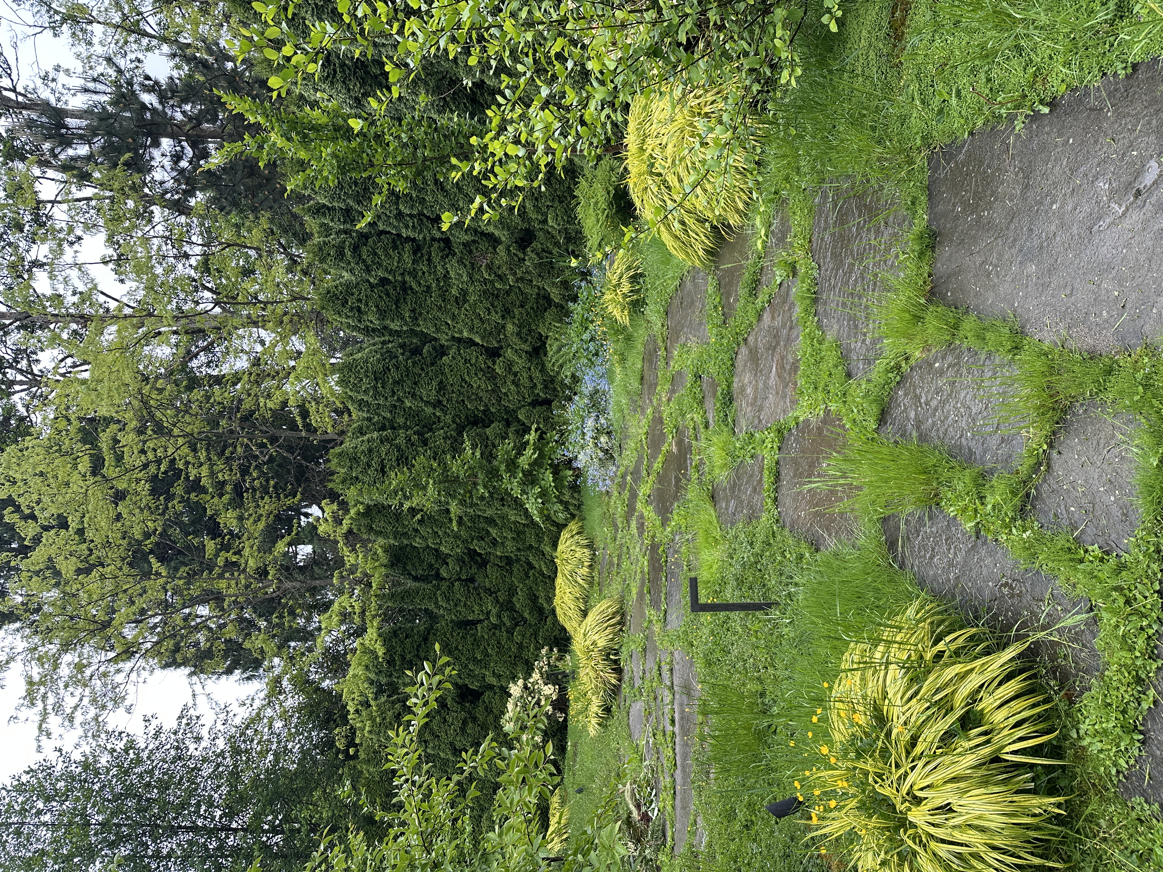 Garden cleanup, before