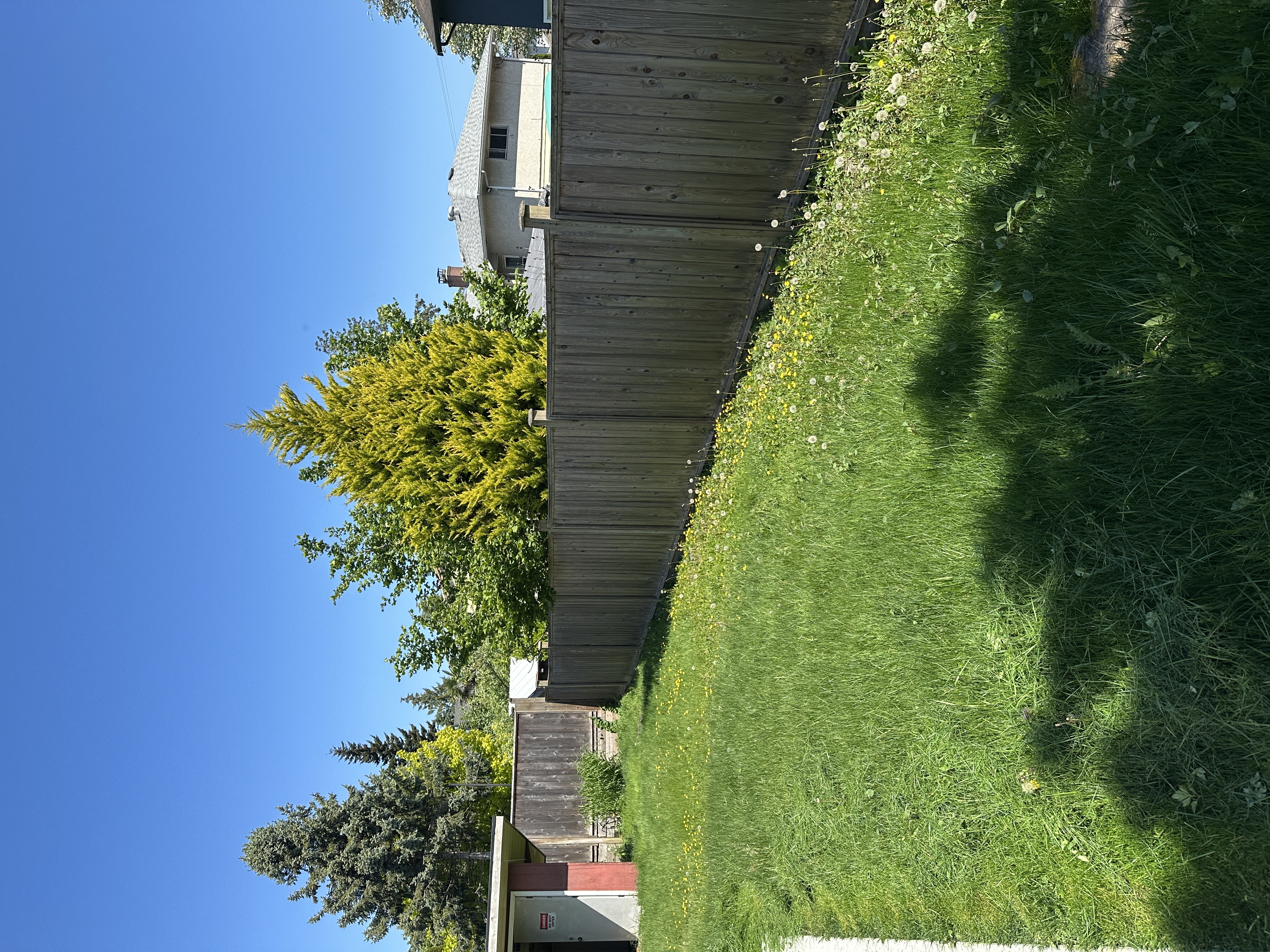 Lawn before grass cutting