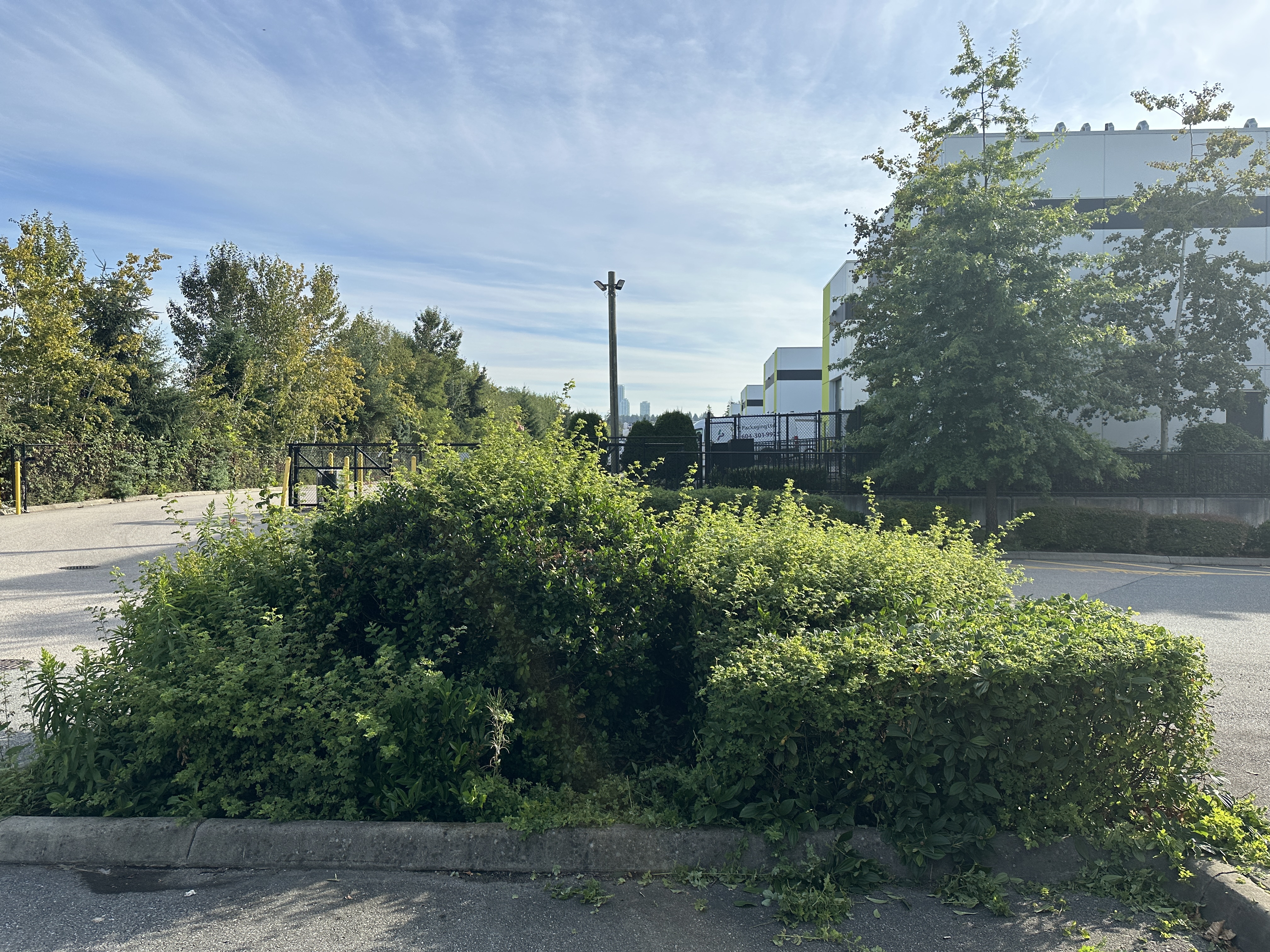 Hedge trimming, before